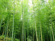 日本の竹林における炭素蓄積量の変化を予測　気候変動の緩和に向け、竹林の適切な管理策検討の基礎となる知見