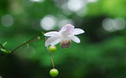 六甲高山植物園 林床に咲く涼しげな花森の妖精 レンゲショウマが見頃です！