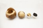 岡山理科大学との共同研究により、ココナッツヤシの殼から抗ウイルス効果をもつ100％天然素材の活性炭『鷹の羽YCX』が誕生！