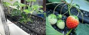 近畿大学石垣プロトタイプ研究会アースコンシャス株式会社　ポリエステル媒地を用いて栽培したイチゴの試食会を実施