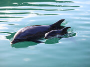 【下田海中水族館】元気に育て！イルカの赤ちゃん！！ ～イルカの赤ちゃんが誕生しました～
