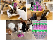 猫の保護団体に対して約7万袋のカルカン(R) パウチを寄付！応募1口につきカルカン(R) パウチ1袋が寄付されるカルカン(R)のキャンペーン結果報告