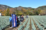 【JAF群馬】「下仁田ネギの収穫体験と大名焼き」イベントを開催