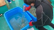 セルロース等を活用した藻場造成の実証を千葉県にて開始