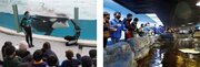 【鴨川シーワールド】冬休みに小学生が対象となる体験学習プログラムを実施　第10回「ウインタースクール」 12月4日より予約受付を開始