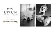 「盲導犬クイールの一生」撮影フォトグラファーによる第2回『ワンちゃん思い出Photo撮影会』イベント開催のお知らせ