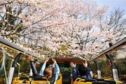 【界 アンジン】【界 伊東】伊豆の桜スポットを駆け巡る「桜オープンバスツアー」今年も運行　期間：2024年3月23日～4月7日