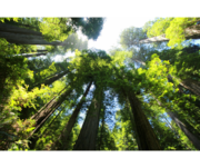 【JPIセミナー】林野庁「”森林由来の吸収系J-クレジット”活用促進に向けた取り組みの方向性と具体的な展開」2月21日(水)開催