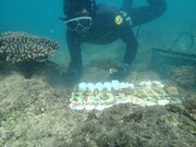 【オリックス自動車】「美ら海サンゴ大作戦2023」キャンペーン結果報告 沖縄県浦添市港川の海に130本の養殖サンゴを移植