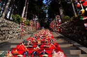 2024年2月開催！素盞鳴（スサノオ）神社雛段飾り＆第34回：河津桜まつり
