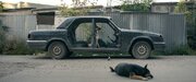 “宇宙飛行犬”の理不尽さを地上の犬たちから問うドキュメンタリー『犬は歌わない』日本公開