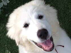 画像：犬系YouTubeチャンネルの「ぴれちゃんねる」は4月16日、動画を更新。愛犬の突然の死去を報告し、反響を呼んでいます。（サムネイル画像出典：ぴれちゃんねるYouTube）