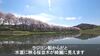画像：川沿いの桜並木を「カメラ付きラジコン船」から楽しんでみた！ 花びらの浮かぶ川面を“水鳥の視点”で眺めるのが美しい