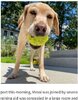 画像：爆発物探知犬として、空港で長年働いてきたラブラドール・レトリバーの“メッシ”。8歳になり、引退することに（『TSA　「TSA explosives detection canine…