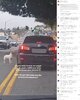 画像：米カリフォルニア州南部ロングビーチで24日、ブルテリアのミックス犬が車の中から押し出されるようにして捨てられるのを、フードデリバリーの女…