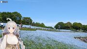 ネモフィラを見に「国営昭和記念公園」へ行ってきた！ 抜けるような青空のもと、青く染まった花の丘が美しい