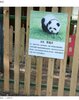 画像：中国の大型連休の初日である1日、江蘇省の泰州動物園では2匹のパンダ犬（熊猫犬）がお披露目され、多くの来園客が長蛇の列を作った。写真はパン…