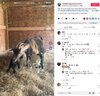 画像：出産直前に信じられないほど大きなお腹を抱えていたヤギはその後、元気な双子を出産した（『Smith Farm Goat Sanctuary　TikTok「Only 15 hours old」』より）