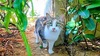 画像：木陰から「ニャーン」と呼び掛けてくる野良猫！ 近付いたり離れたりの甘え上手っぷりに翻弄される