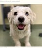 画像：アメリカの犬のデイケアセンターに預けられていた小型犬のチャーリー。思いがけない方法で部屋から脱走した（『The Dodo　「Camera Catches Genius Little D…