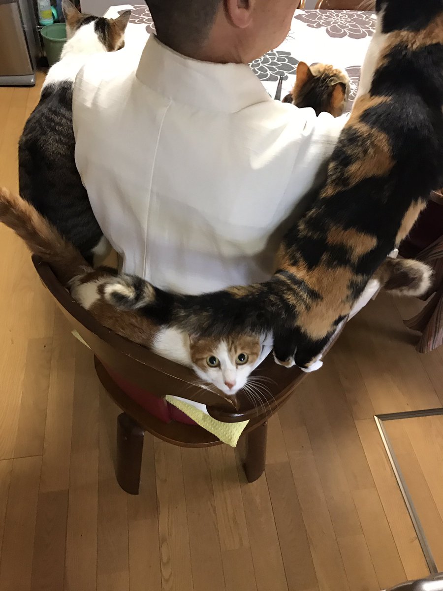 住職の椅子に猫ぎゅうぎゅう