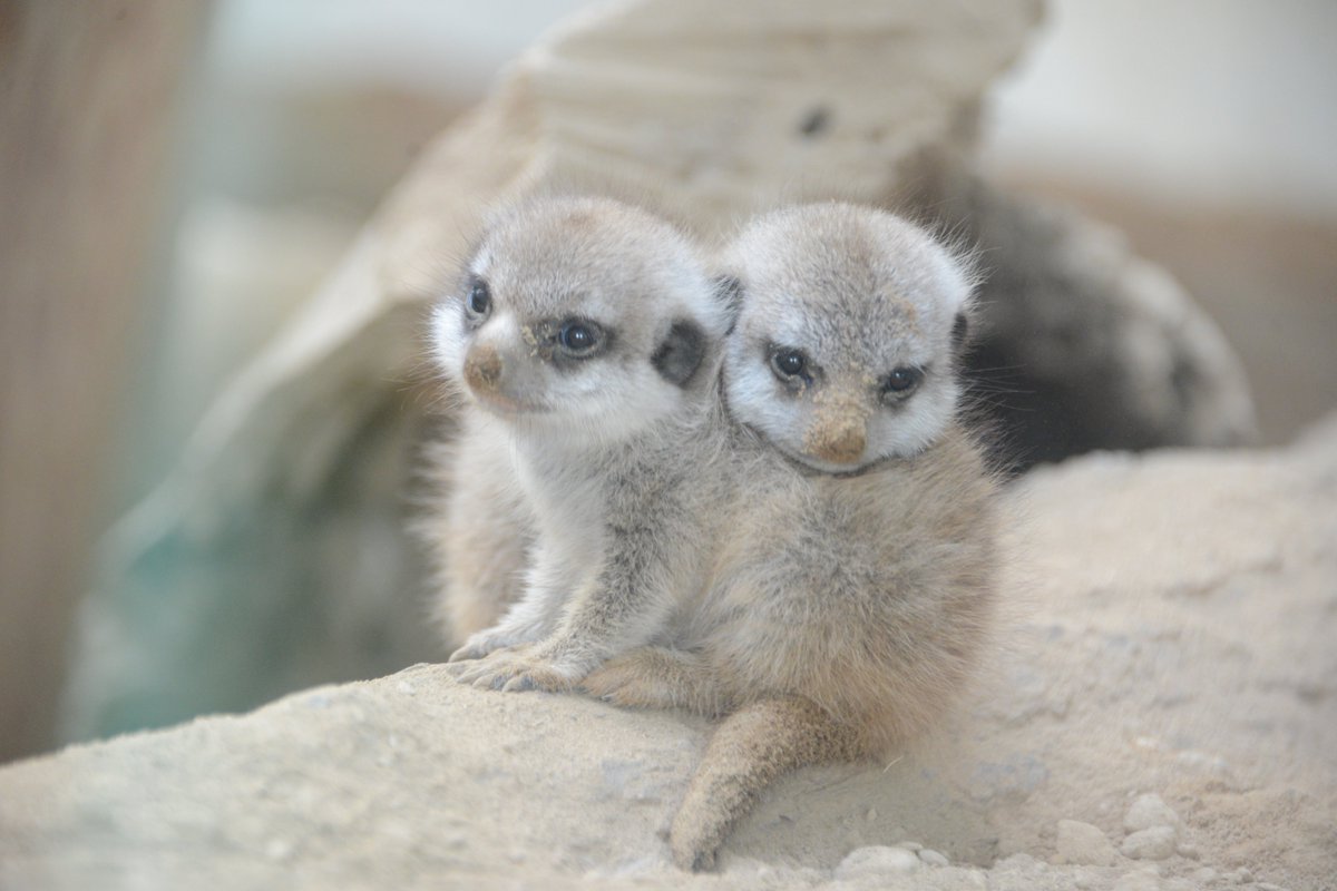 ミーアキャットの赤ちゃん 円山動物園で14年ぶりに誕生 体を寄せ合う愛らしい双子がお披露目 17年8月4日 Biglobeニュース