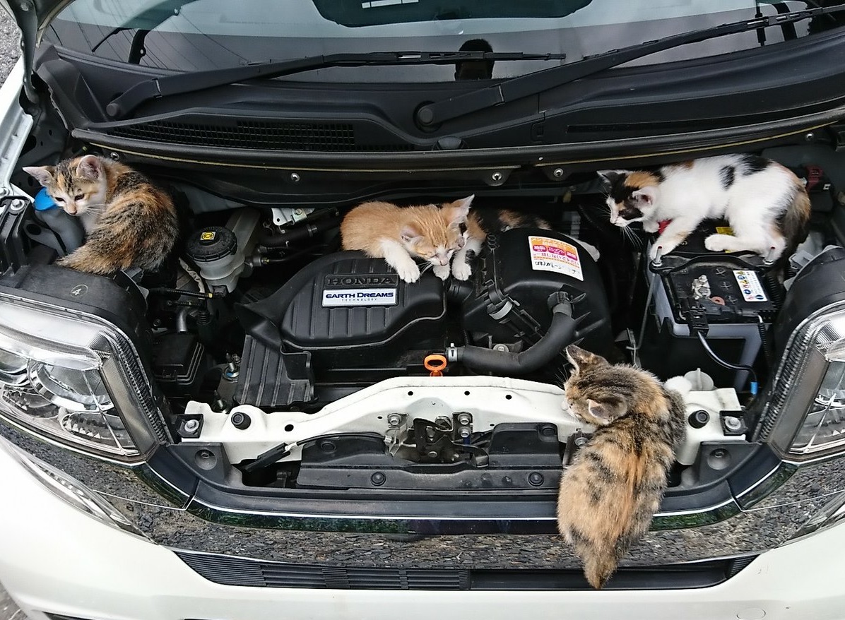 エンジンルームの中は大量の子猫