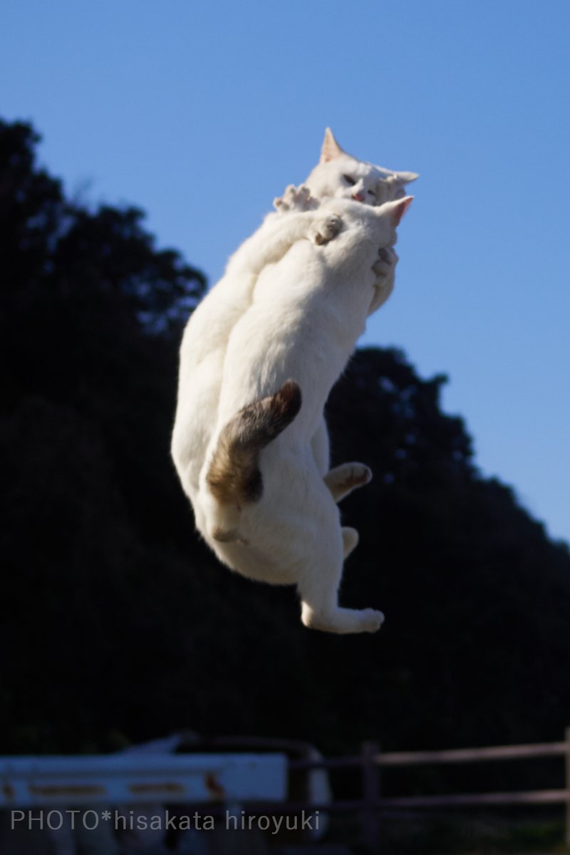 白猫拳を極めようと切磋琢磨する猫