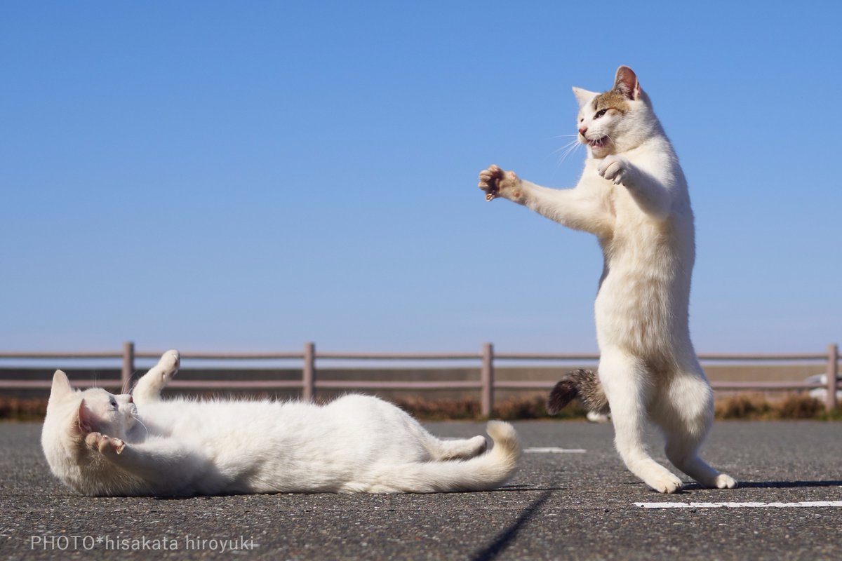 白猫拳を極めようと切磋琢磨する猫
