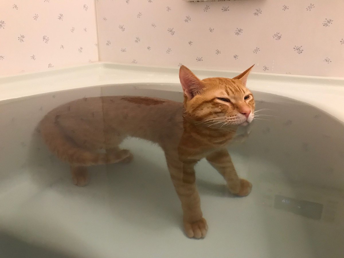 いい湯だニャ お風呂好きな猫 | mixiニュース