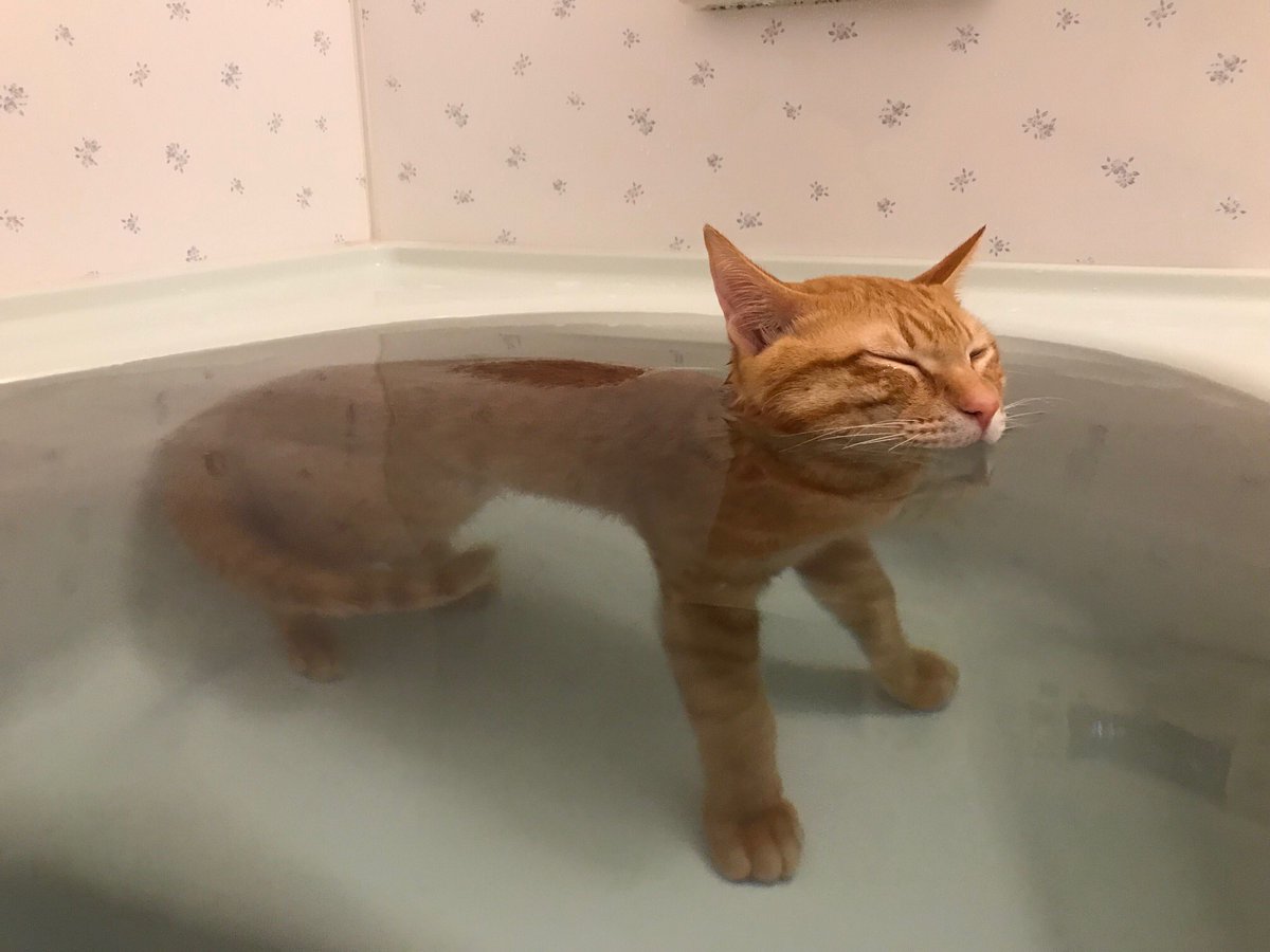 風呂が好きすぎる猫