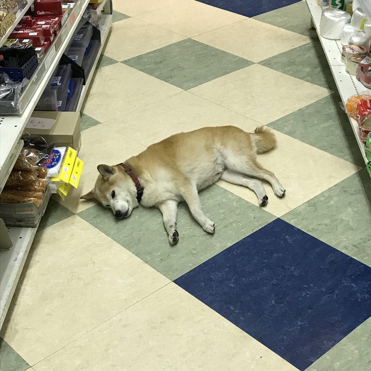 猛暑でぐったりの看板犬が店内に落ちまくる