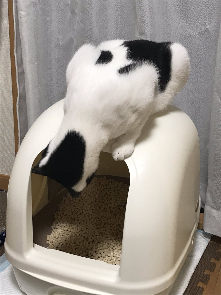 逆さまになってトイレを覗き込む猫
