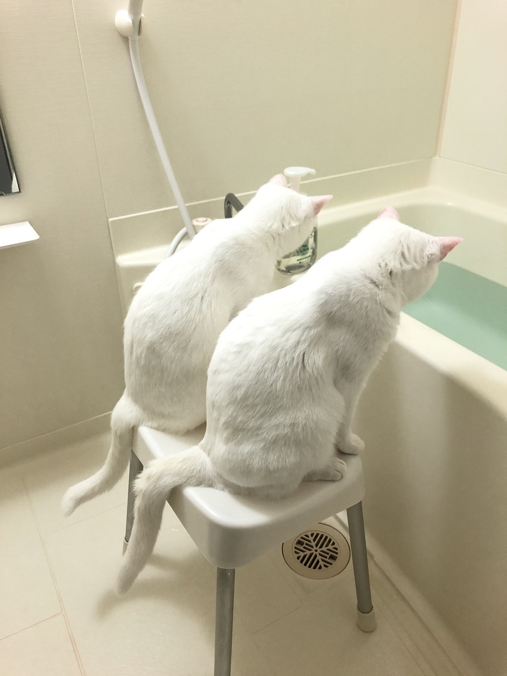 仲良くお湯張りを観察する白猫の兄弟