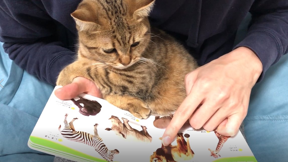ヒトの子のように動物の絵本を夢中で眺める猫