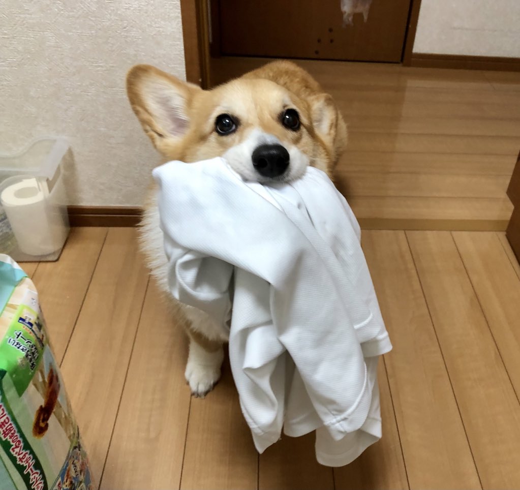 「お洗濯するから持ってきてー」と言われて飼い主が脱いだTシャツ運ぶコーギー犬