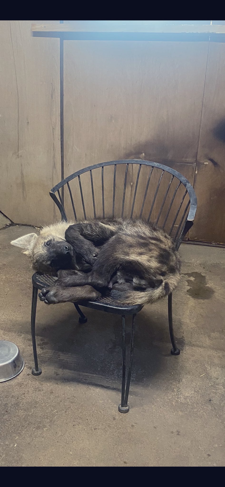 飼育員の椅子で「寝て待つ」ハイエナの子