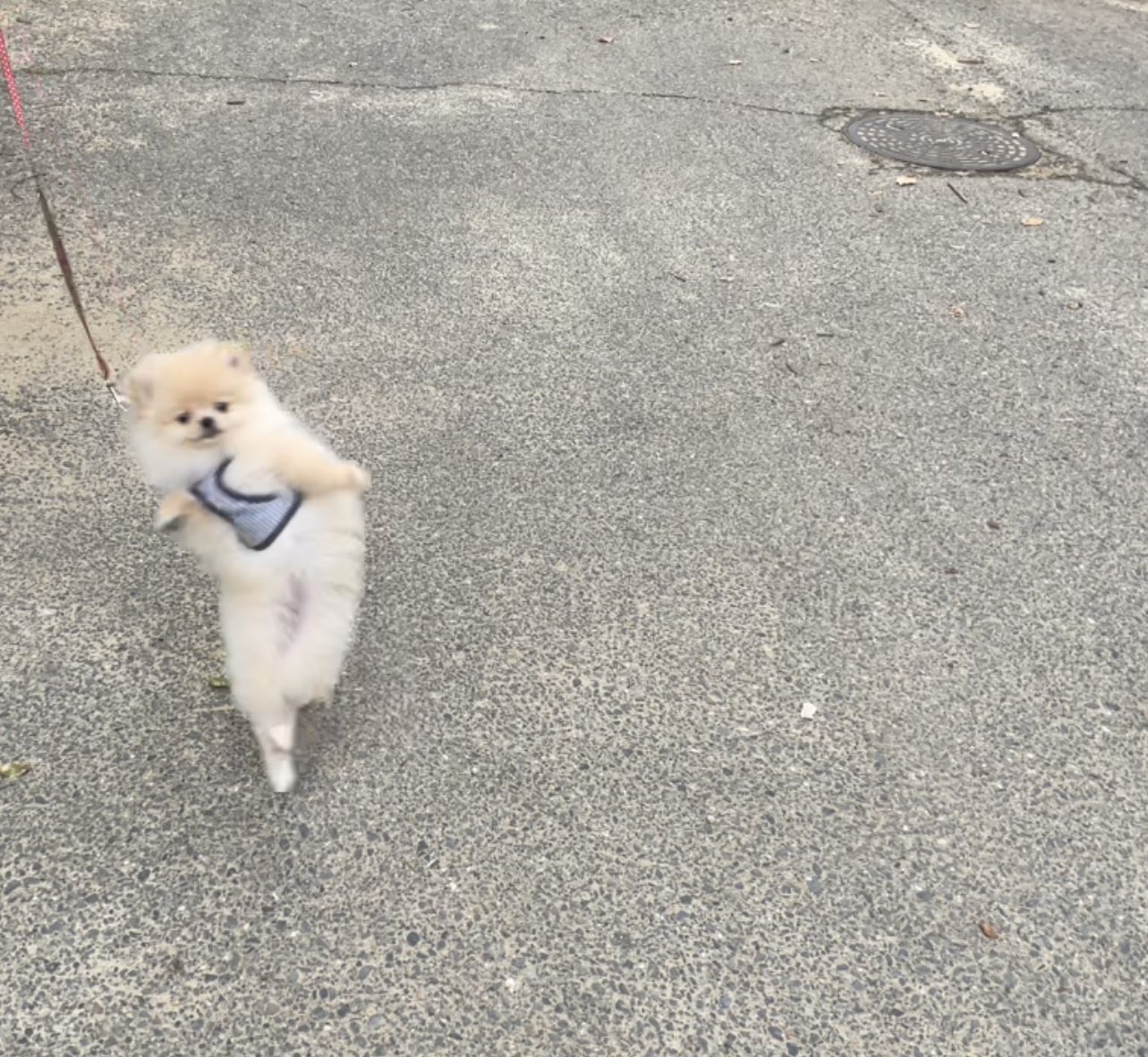 二足歩行で踊るように歩くポメラニアンの子犬