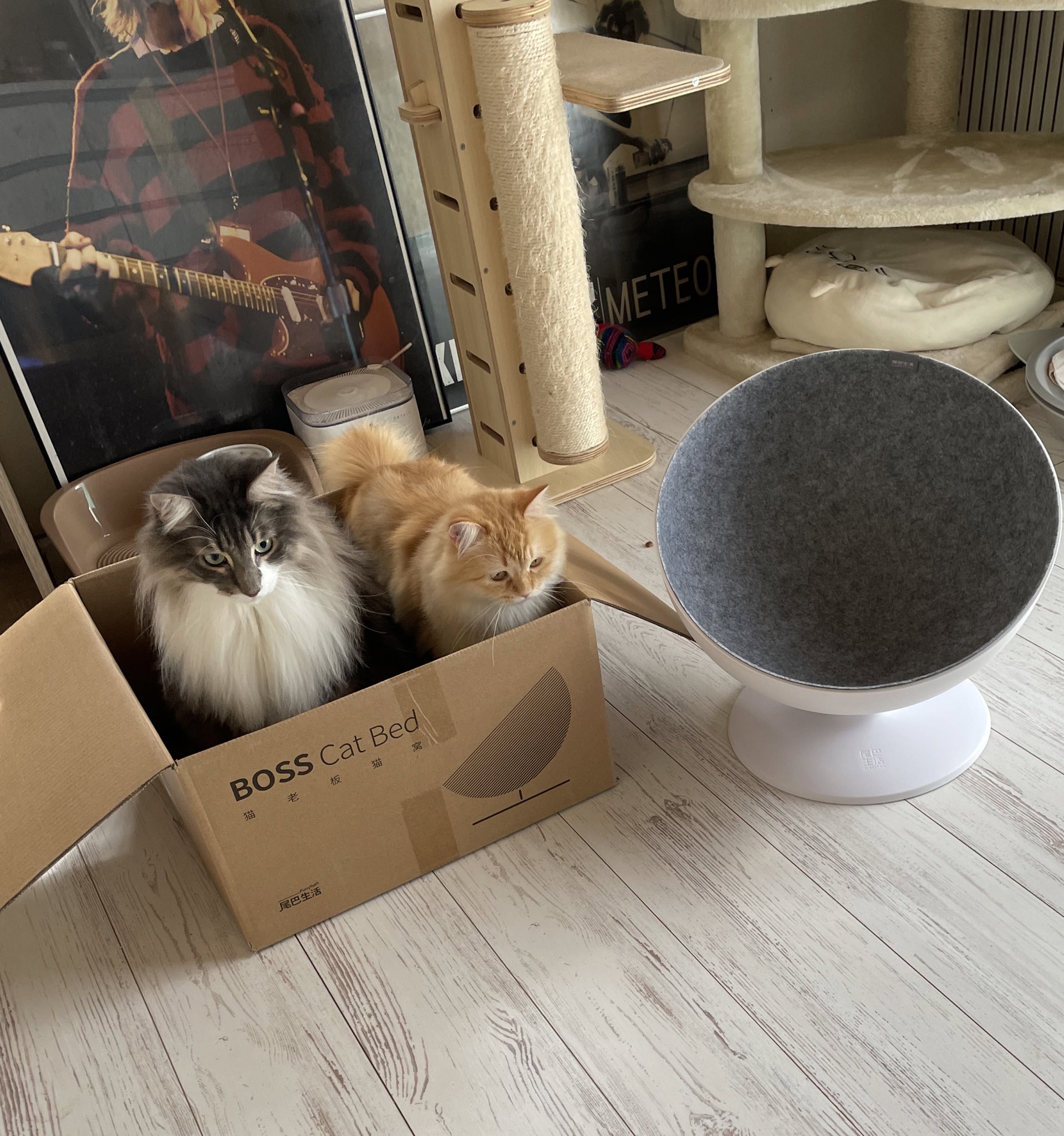 ダンボール箱に納まる猫たち