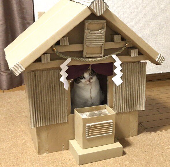ダンボール神社と猫