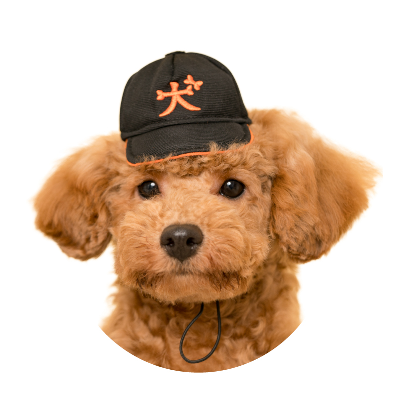 かわいい かわいい 犬の野球チーム