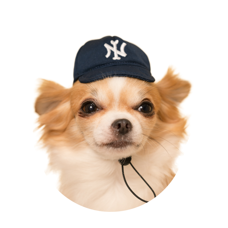 かわいい かわいい 犬の野球チーム