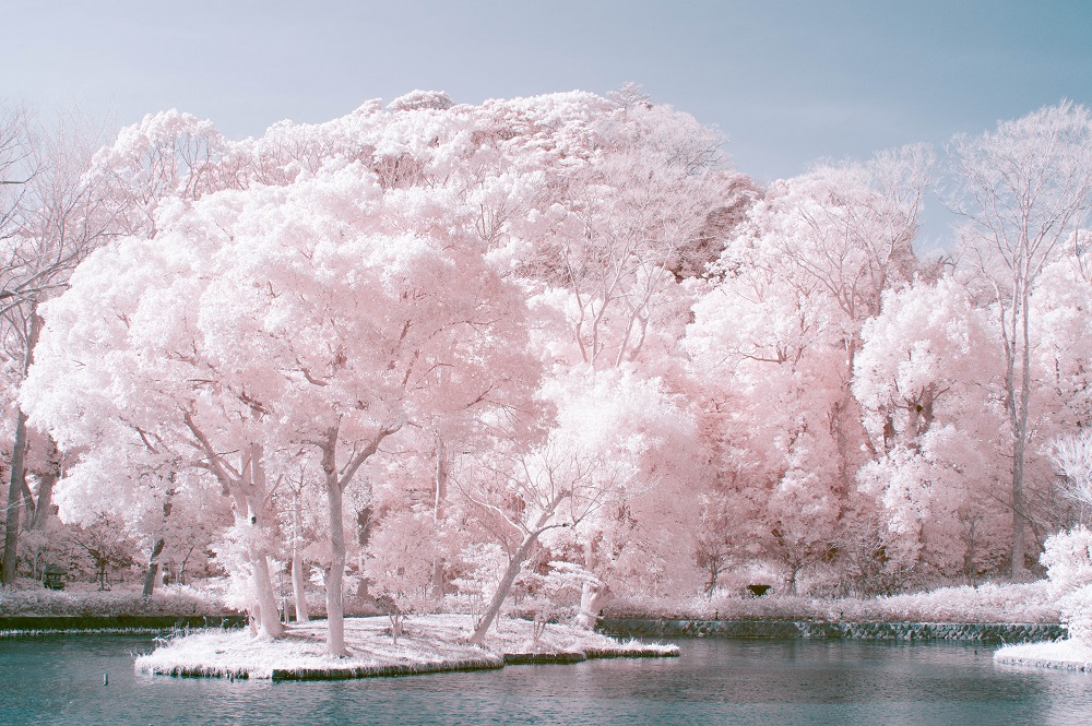 緑の葉、桜色に咲き誇る幻想的な赤外線写真
