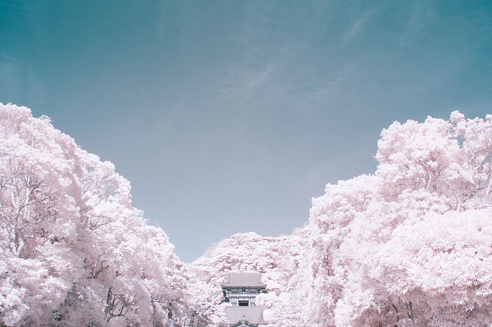 緑の葉、桜色に咲き誇る幻想的な赤外線写真