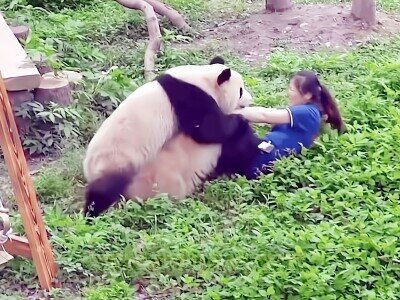 画像：中国・重慶市の重慶動物園で飼育されているジャイアントパンダ2頭が飼育員に襲い掛かる出来事があった。