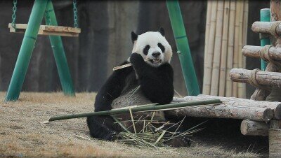 画像：蘭州野生動物園では中国ジャイアントパンダ保護研究センターから来た4頭のパンダが20日間以上の適応期間を経て25日にお披露目されました。