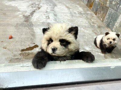 画像：中国では、江蘇省にある泰州動物園がこのほど公開した「パンダ犬」の２匹が評判になった。多くの人が撮影してSNSに投稿している。