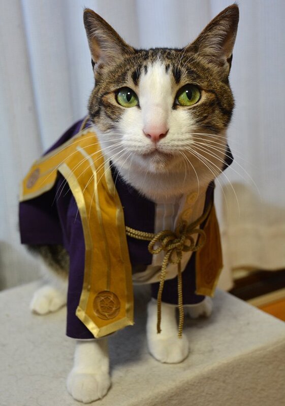 画像：主命とあらば、何でもこなしますにゃ　刀剣乱舞・へし切長谷部の衣装を着た猫「にゃせべ」が可愛いと話題に/画像提供：きく (@pdc_touki) さん