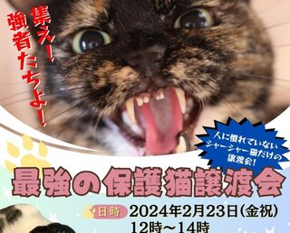 「シャーシャー猫だけの譲渡会」どんな猫飼いさんに向いている? むしろ「馴れなくてもいい」ぐらいのスタンスでいい