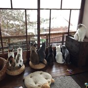 雪見にゃんこ　降り積もる雪を窓際に並んで眺める猫が可愛いと話題に
